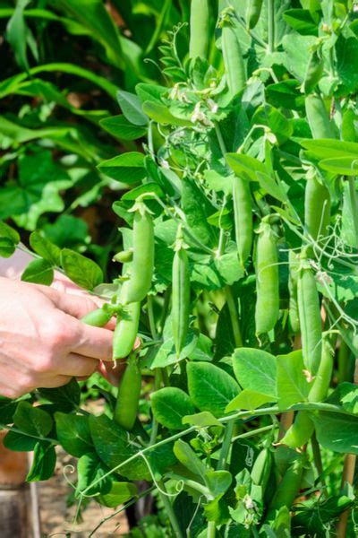 How To Grow Sugar Snap Peas And Snow Peas The Perfect Spring Crop In