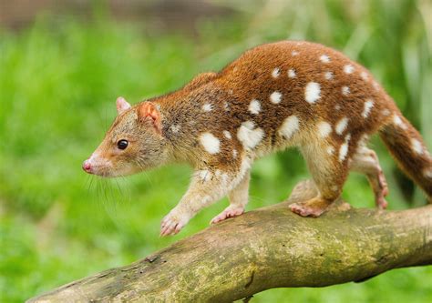 The native australian animals are unique and special thanks to the geologic and the climatic events happened on this continent. Keeping Australian native animals as pets is a good idea ...