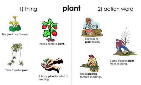 English For Kid How Trees Grow Vocabulary Visuals Plant And Living