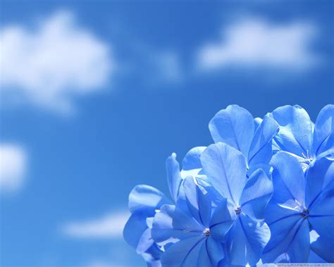 Blue Flowers Wallpaper 1280x1024 39950