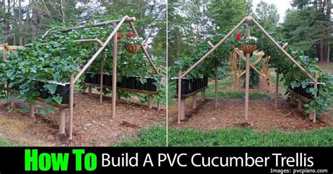 How To Build A Pvc Cucumber Trellis