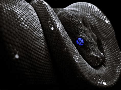 One of the most feared snakes in the world. Aesthetic Black Snake Desktop Wallpapers - Wallpaper Cave