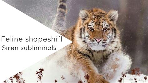 This animal will be me. Become a feline shapeshifter || Subliminal - YouTube