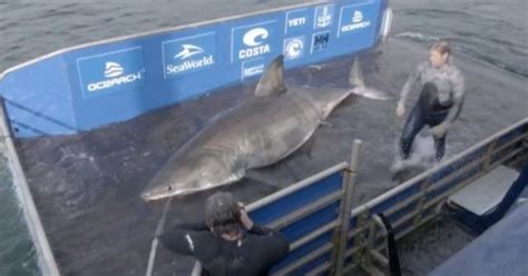 Pound Great White Shark Dubbed Queen Of The Ocean Spotted Off