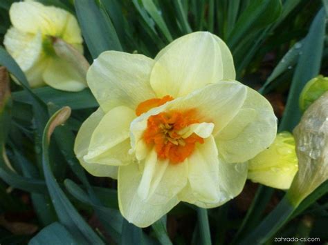 Narcis Narcissus Double Fashion Květy Květenství Zahrada