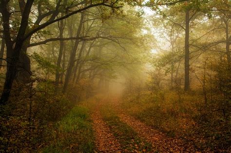 Forest Grpahy Trees Fog Mist Leaves Lihgt Green Path Nature