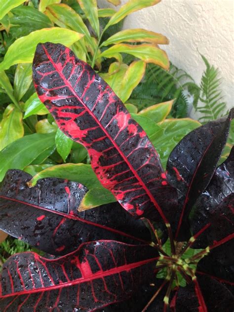 Unknown Deep Red Croton Palmpedia