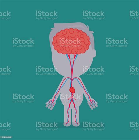 Vetores De Ilustração Do Vetor Da Anatomia Do Corpo Humano E Mais
