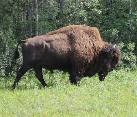Wood Buffalo National Park Cpaws Nwt