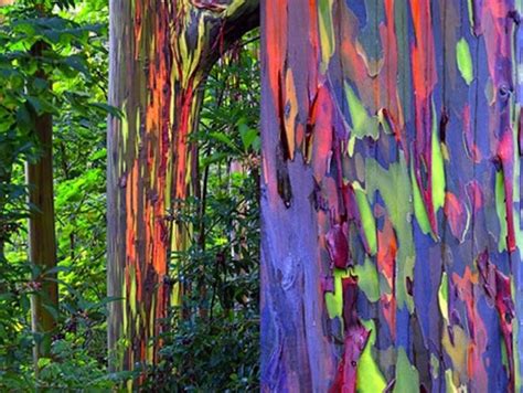 20 Strange And Beautiful Trees From Across The World Page 4 Of 10