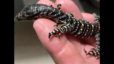 How Cute Is This Newly Hatched Lace Monitor Youtube