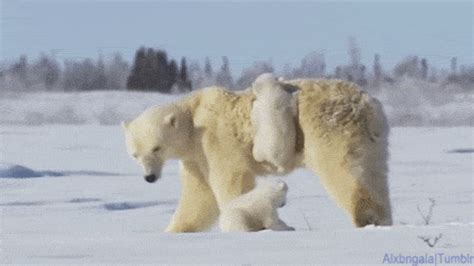 Polar Bear Mom Snuggles With Her Cubs In The Arctic Snow