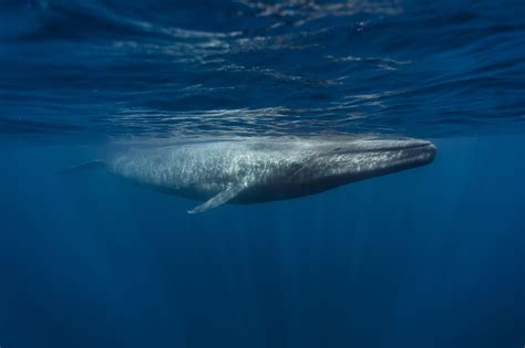 Size of calf at birth. Blue Whale | Oceana