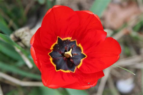 Poze Floare Planta Cu Flori Petală Tulipa Humilis Coquelicot