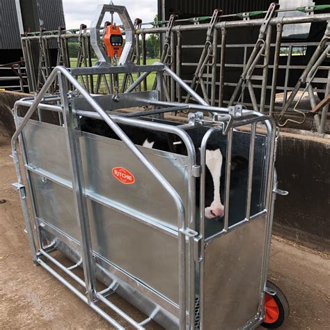 Calf Weighing Crate With Ritchie Digital Load Cell And Display Ritchie