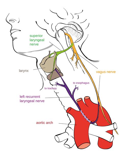 Recurrent Laryngeal Nerve Wikipedia