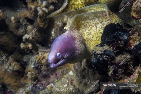 White Eyed Moray Eel On Reef — Zoology Animal Stock Photo 175190844