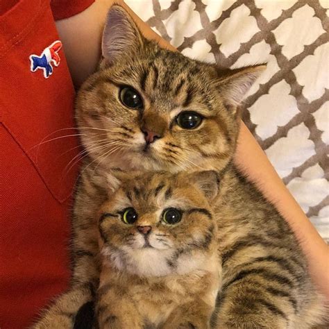📽 From Chippiegummy😍😍😍😍😍 ~ Double Tap 🐱🐱shop For Cat Lovers 👉