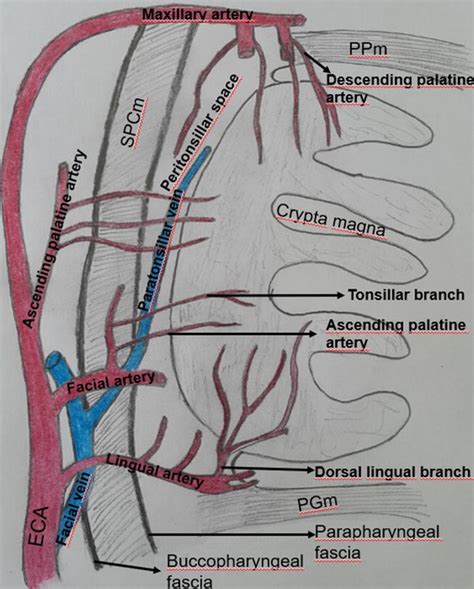 Surgical Anatomy Of The Tonsils Intechopen