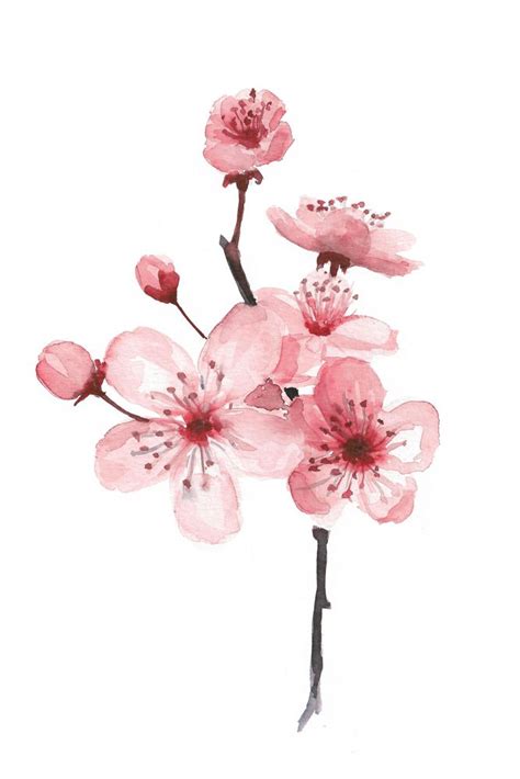 Cherry Blossom Watercolor Art Print By Jelena Milojevic Çiçek Boyama