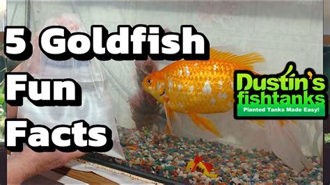How To Keep Goldfish Goldfish Facts Five Fun Facts About Goldfish