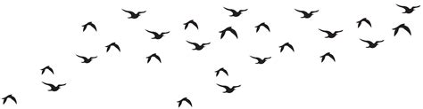 Bird Black And White Logo Birds Flock Silhouette Clip Art Image Png