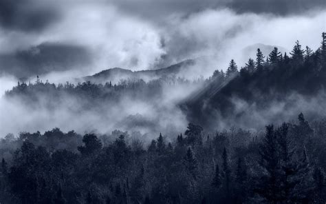 Картинки Темный Лес С Туманом Telegraph