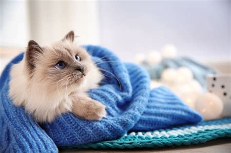 Cat Colds And What To Do Jacksonville Vet Cat Health