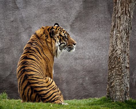 Majestic Tiger Photograph