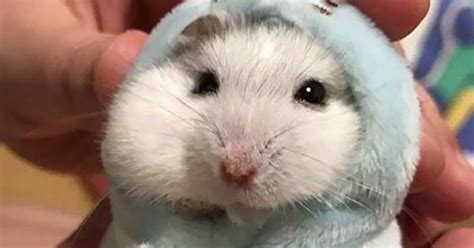 Los 10 Mejores Videos Divertidos De Hamsters En Youtube