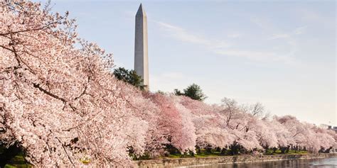 The 15 Best Places In The Us To See Cherry Blossoms This Spring