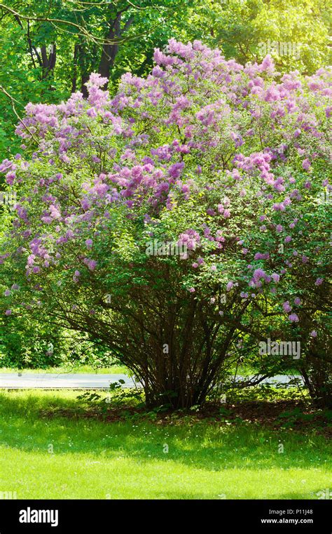 Lilac Or Common Lilac Syringa Vulgaris In Blossom Purple Flowers