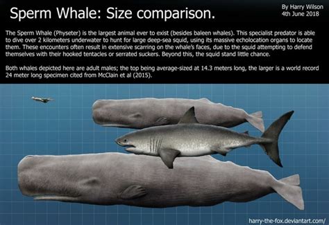 Megalodon Whale Shark Size Comparison Amashusho Images Images And
