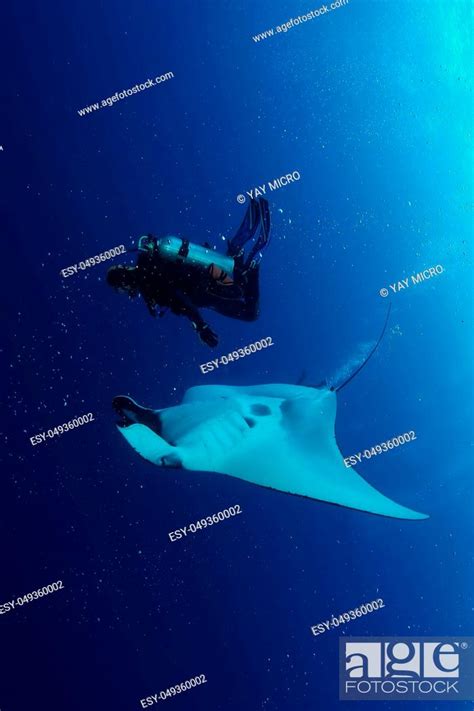Manta Ray Diving Underwater Galapagos Islands Pacific Ocean Stock