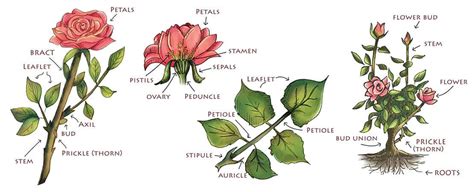 Beginner S Guide To Growing Roses Jackson Perkins