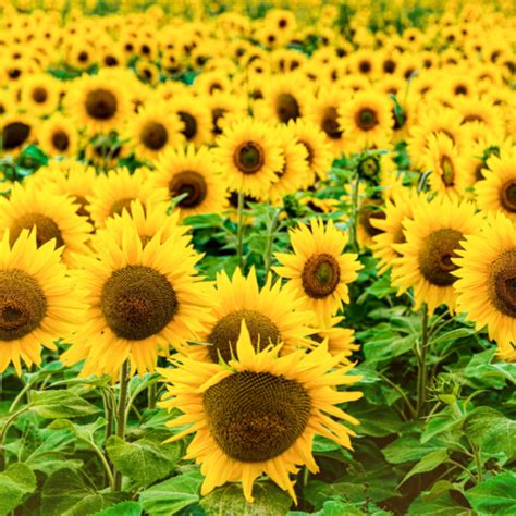 Sunflower Fragrance Oil Candles And Supplies