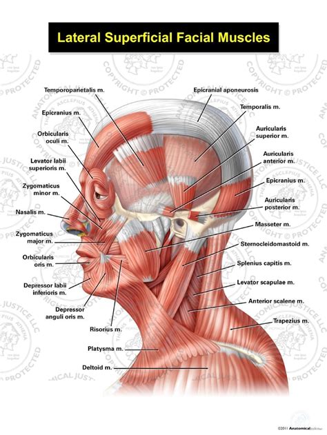 Facial Muscles Anatomy Anatomy Diagram Book