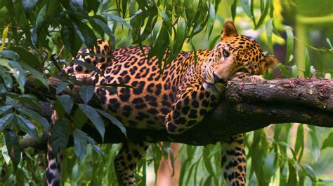 Leopard On A Tree Branch Wallpapers And Images Wallpapers Pictures