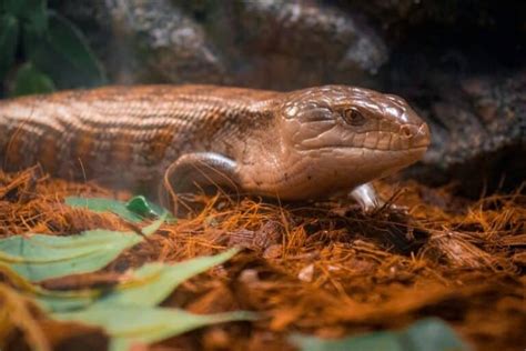Bearded Dragon Or Blue Tongued Skink The Ultimate Guide To Choose