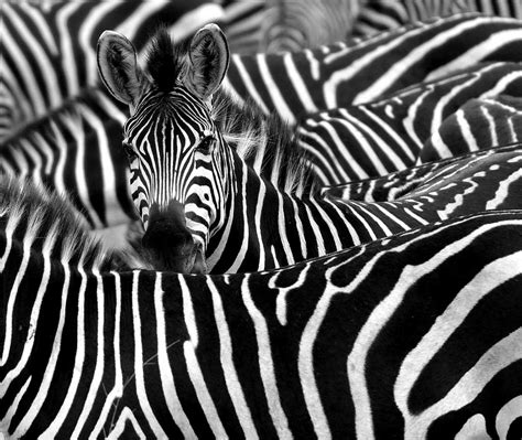 Why Are Zebras Striped Pitara Kids Network