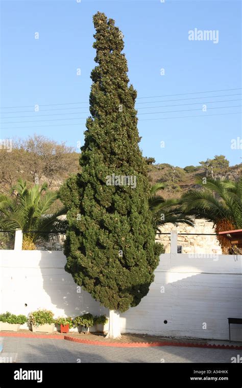 Italian Cypress Cupressus Sempervirens In Front Of A Wall Greece