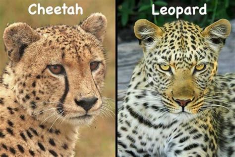 Leopards Vs Cheetahs 8 Ways Theyre Different Wildlife Informer