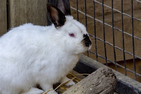 Rabbit Free Stock Photo Public Domain Pictures