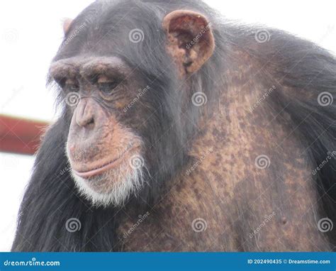 A Single Chimpanzee Cheeky Chimp Looking At The Camera On Wooden