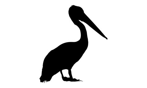 Pelican Silhouette On White Background 28205929 Vector Art At Vecteezy