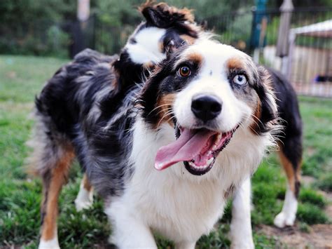 Happy Australian Shepherd With Different Eyes Wallpapers And Images