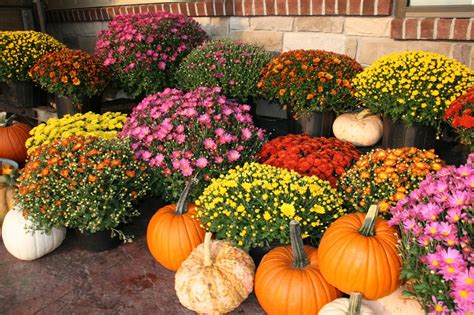 What To Plant For The Best Autumn Colours In Your Garden Au