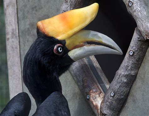 11 Facts About Hornbill About The National Bird And Pride Of Malaysia