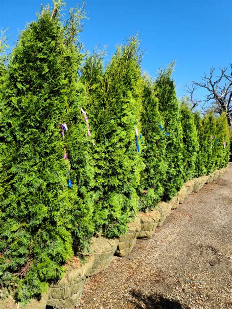 Pyramidal Arborvitae Wilson Nurseries