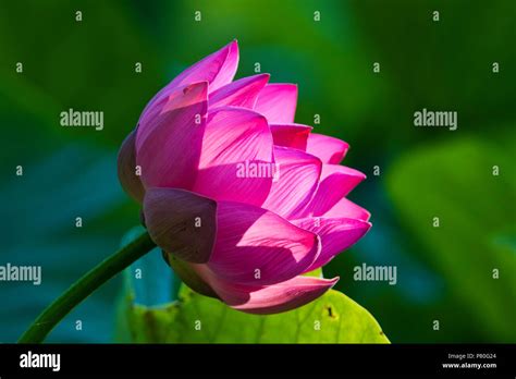 Indian Lotus Flower Nelumbo Nucifera Stock Photo Alamy